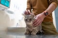 Owner of a cat in a mask on his face strokes and soothes him before being examined on the table of an animal doctor in a