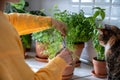 Owner cat scissors cutting green dill growing in clay pot. Eco friendly natural bio garden at home Royalty Free Stock Photo