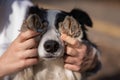 The owner closes the eyes of the border collie dog with his paws.