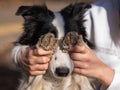 The owner closes the eyes of the border collie dog with his paws.