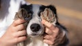 The owner closes the eyes of the border collie dog with his paws.