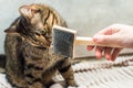 Owner is combing the hair with a comb for his cat
