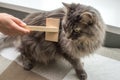 Owner combing the hair of a shaggy cat brush