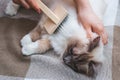 Owner combing hair of a shaggy cat brush