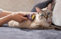 owner combing lovely tabby cat with brush at home