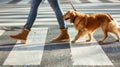 Owner with cute dog on leash crossing road outdoors, Pedestrians and dog crossing at intersection Royalty Free Stock Photo