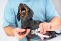 Panic funny dog from cutting nails with nail clipper pet hysteria hygiene Royalty Free Stock Photo