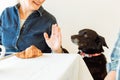 The owner does not allow the dog to scrounge a croissant from the table Royalty Free Stock Photo