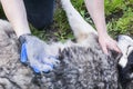 Owner of the dog is combing out the dog`s fur with a special glove. Pet care. Equipment for caring domestic pets and animals wool Royalty Free Stock Photo