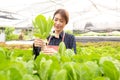 Owner farmer working and care vegetable or nurse growth plants Hydroponic organic in greenhouse. Asian women gardener in agricult