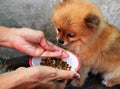 The owner is feeding the dog by hand that refuses to eat