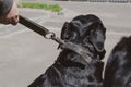 Owner with a female Rottweiler on a walk