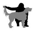 Owner girl keeps the Golden Retriever dog on the stage. Irish red Setter champion silhouette. Royalty Free Stock Photo