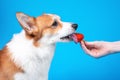 Owner gives adorable welsh corgi pembroke dog to eat juicy ripe strawberry on blue background, copy space for advertising text.