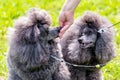 The owner gives the dogs food from the hand. Shaggy poodle dogs consume food from a woman`s hand