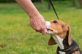 The owner gives a treat to a beagle puppy from his hand, against the background of a green lawn