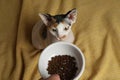 Owner giving feeding bowl with kibble to Sphynx cat on yellow plaid, top view