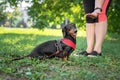 A owner giving a hand signal to a little breed dog dachshund for the command of lay down