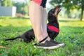 A owner giving a hand signal to a little breed dog dachshund for the command of sit down. Obedience training