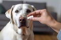 Owner giving medicine in a pill to his sick dog. Medicine and vitamins for pets. Pills for animals. Generative AI