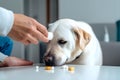 Owner giving medicine in a pill to his sick dog. Medicine and vitamins for pets. Pills for animals. Generative AI