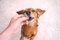 Owner giving snack or prize to dog. Feeding funny brown dog. Owner giving his dog training award Royalty Free Stock Photo