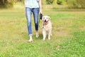 Owner with Golden Retriever dog walking in park Royalty Free Stock Photo