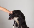 Owner hand caressing dog