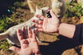 Owner hand holding comb of pet brush with ginger cat fur clump after grooming. Royalty Free Stock Photo