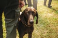 Owner holding his dog, brown hunting german shorthaired pointer, kurzhaar,