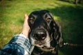 Owner holding his dog, brown hunting german shorthaired pointer, kurzhaar,