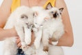 Owner holding ragdoll cats