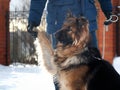 The owner holds his paw most loyal dog, shepherd