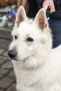 The owner holds on a leash a white Swiss Shepherd Dog