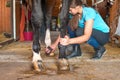 Owner horsewoman taking care of chestnut horse hoof. Royalty Free Stock Photo