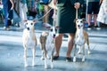 Owner keeps on leashes three whippets