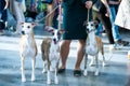 Owner keeps on leashes three whippets