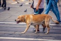 Owner and labrador dog walking in city on unfocused background Royalty Free Stock Photo