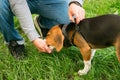 The owner is a man, gives a treat from his hand, the beagle dog walks on the lawn