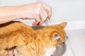 The owner of the pet applies antiparasitic drops on the cat& x27;s withers. Treatment and prevention of fleas and ticks