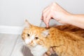 The owner of the pet applies antiparasitic drops on the cat& x27;s withers. Treatment and prevention of fleas and ticks