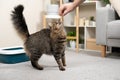 The owner of the pet feeds the domestic cat with a snack from his hand Royalty Free Stock Photo
