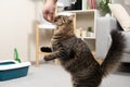 The owner of the pet feeds the domestic cat with a snack from his hand Royalty Free Stock Photo