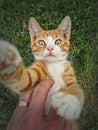 Owner petting his orange tomcat. Playful ginger cat lying on his back in the green grass. Frisky kitten, cute caressing scene in