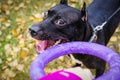 Owner playing with dog puppy American pit bull terrier with puller toy in teeth in the autumn park. Dog pulls toy. Owner Playing W