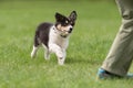 Owner is playing with his border collie puppy. Royalty Free Stock Photo
