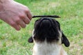 Owner playing with his pug dog, holding a stick near his face