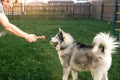 Owner is playing with a husky dog in yard of house on grass behind fence. A toy in the owner`s hand, a happy husky with a ball in Royalty Free Stock Photo