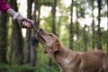 Owner playing tug with her puppy Royalty Free Stock Photo