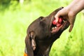 Owner plays with Deutsch kurzhaar dog breed taking away red toy in green meadow. Royalty Free Stock Photo